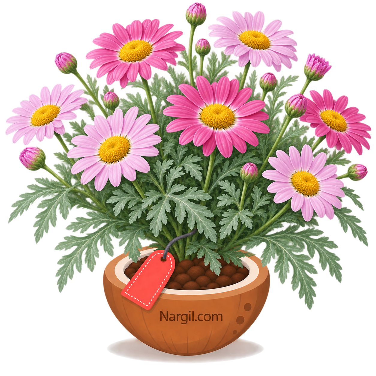 Nargil_Chrysanthemum cinerariaefolium